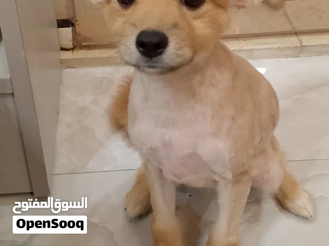 كلاب بومورينيان للبيع بسعر حرق