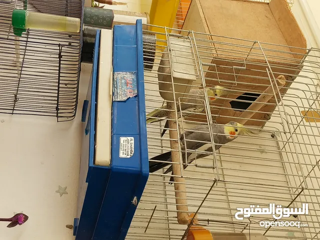 طيور حب وكوكتيل للبيع