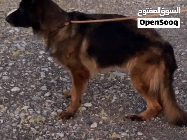 انثى كنج سايز لونج هيير بلاك فيس شولاين