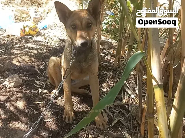 قفص وانثى بلجم للبيع بسعر حرق لثنين