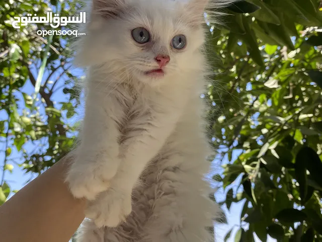 قطط بيع سعر طري