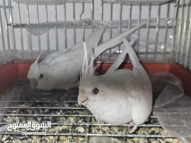 جوز كوكتيل البينو