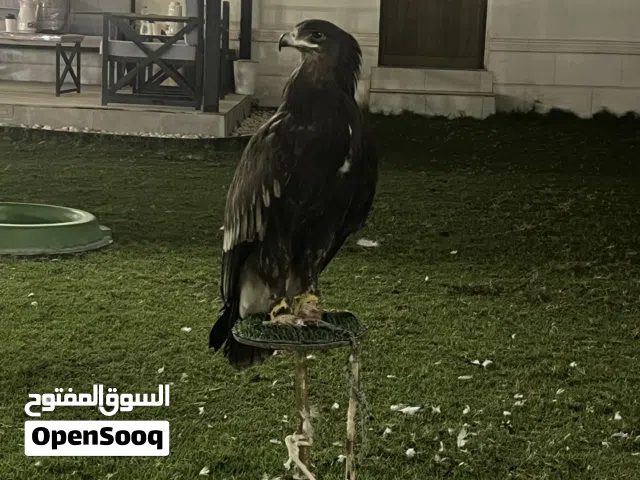 شماليه للبيع