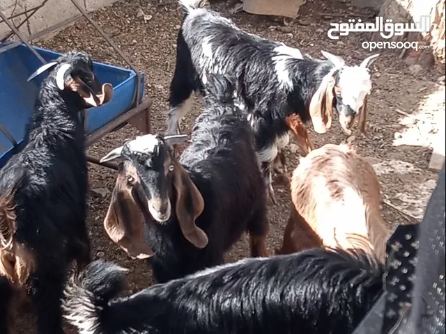 6 جديان العمر 5 اشهر السخنة - حي الصالحية