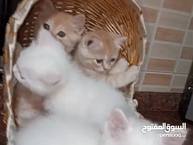 قطط وايت بريتش للبيع