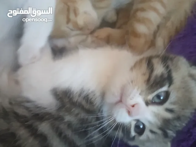 قطط للبيع في لواء الكوره الاشرفيه