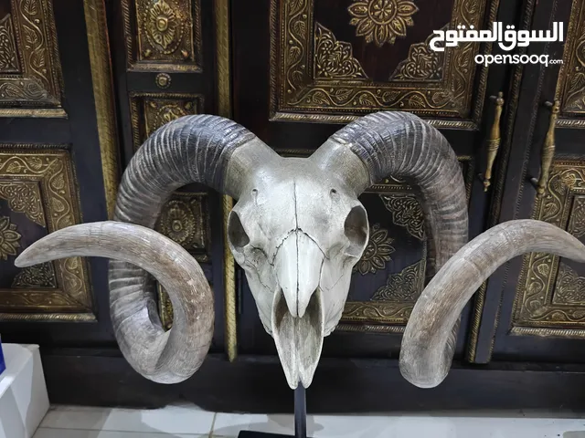 56cm x 43cm Polystone Sheep Skull Taxidermy With Stand