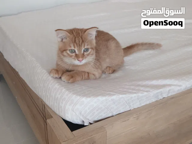كتن شيرازية انثى بلون الذهب تربية منزل العمر 3 اشهر