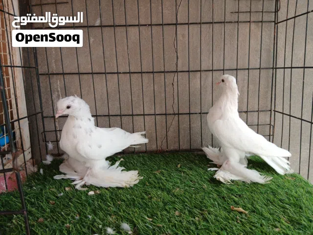 زوز كوبيات شقلاب