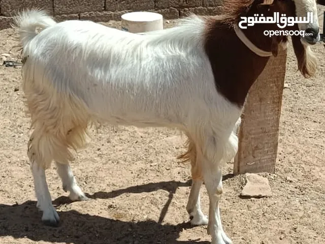 جدي تني للبيع