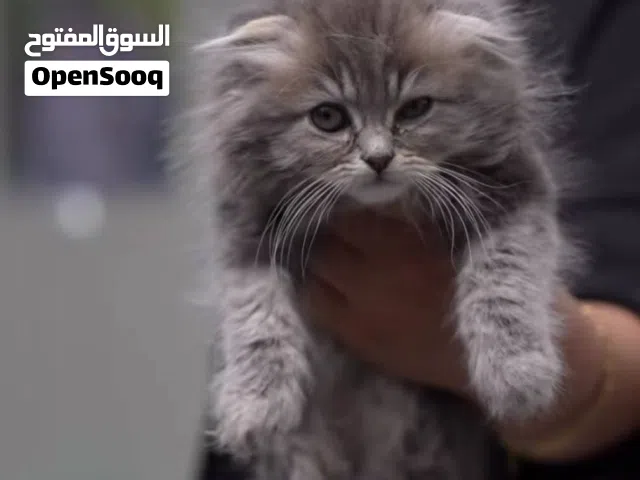 سكوتش فولد...وهمالايا ...بسعر مغري