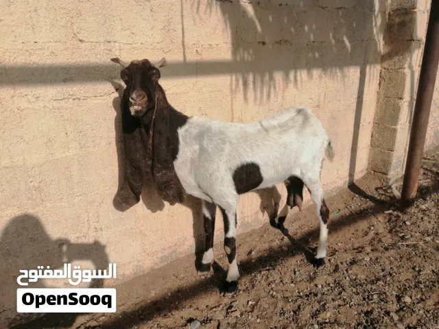 للبيع شاه باكستانيه او المبادله بيتس باكستاني