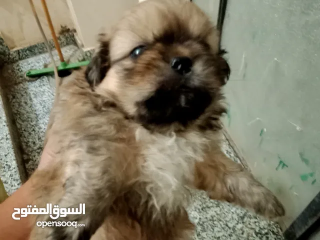 كلب بيكنواة للبيع منتظرين بيتهم الجديد ولدين بوز قصير ارجل قصيرة