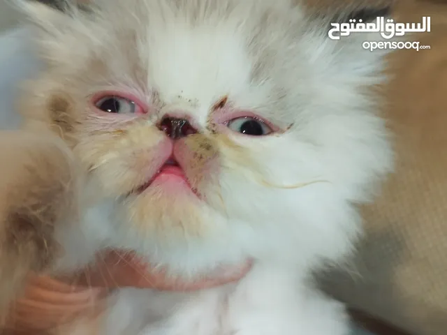بيكي فيس بيرشن