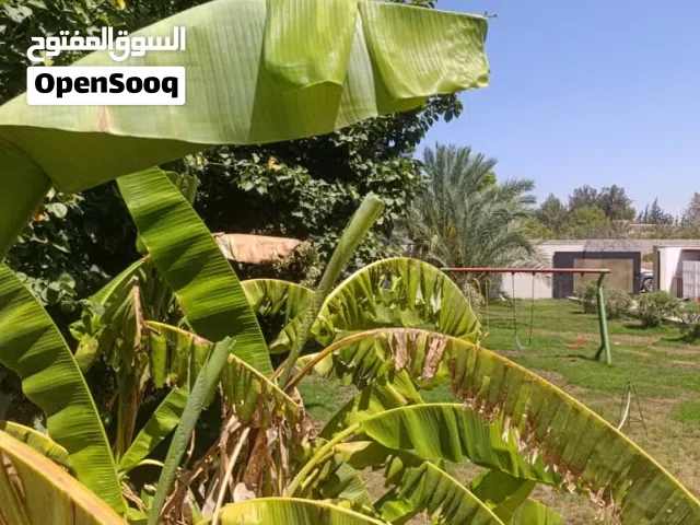 استراحة بحوض السباحه للبيع - عين زارة الكحيلي قرب مسجد فاطمه الزهراء - موقع ربي يبارك