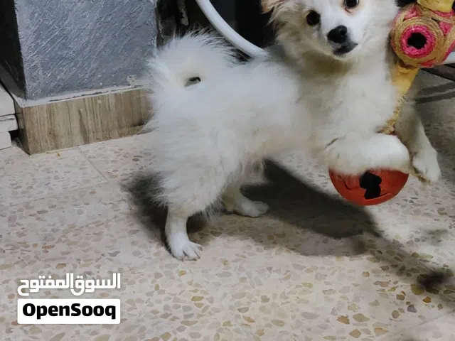 كلب موبرينيان ذكر عمره خمس شهور ومعه دفتره