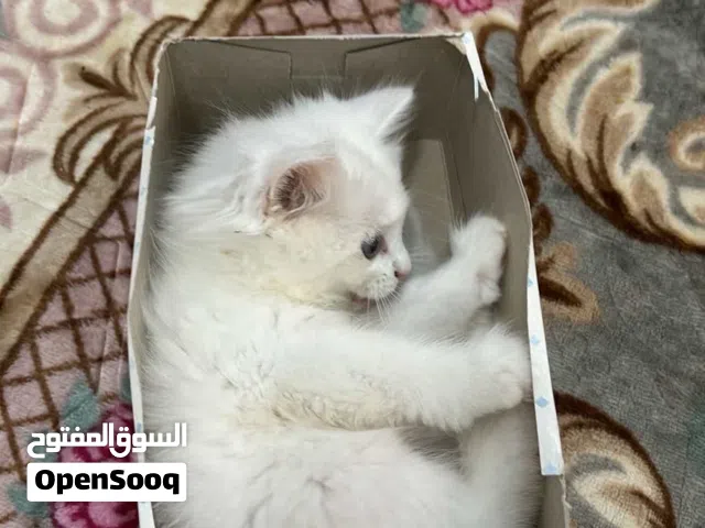 قطه شيرازيه بيضاء لعوبه خاليه من الأمراض في قمه النظافه