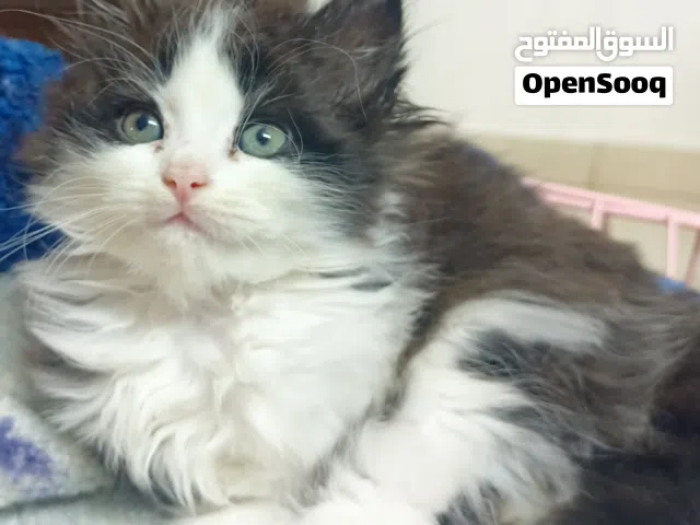 قط شيرازي راغدول عمر شهرين