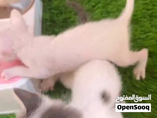قطط ذكور للتبني عمر شهر