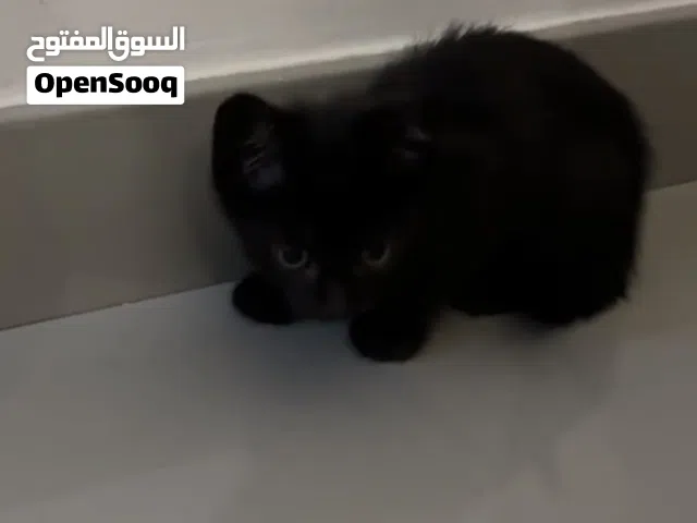 Persian kittens for free adoption