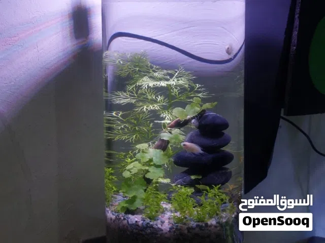 Cylinder Aquarium
