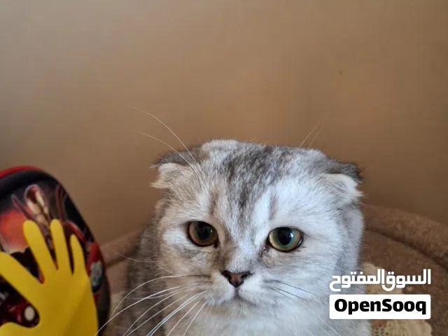 بيع قطط  سكوتش فولد سلفر
