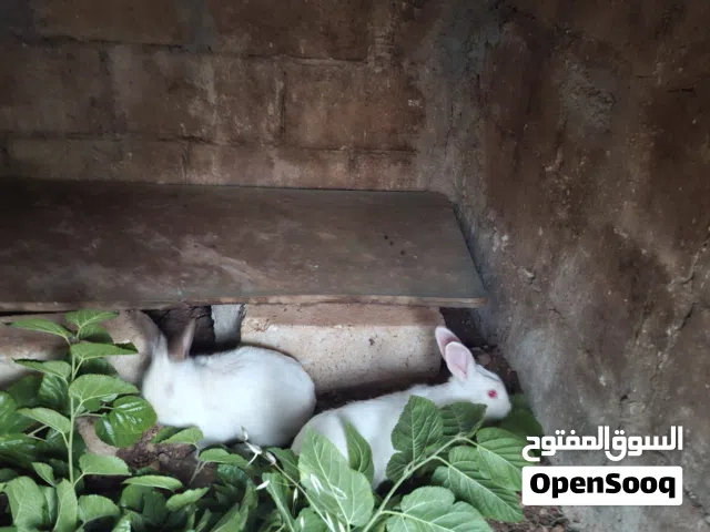 جوز ارانب للبيع