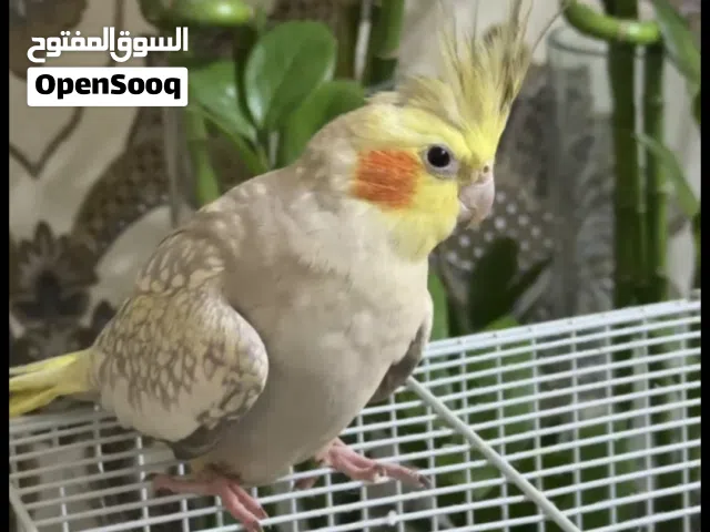 كوكتيل مشجر