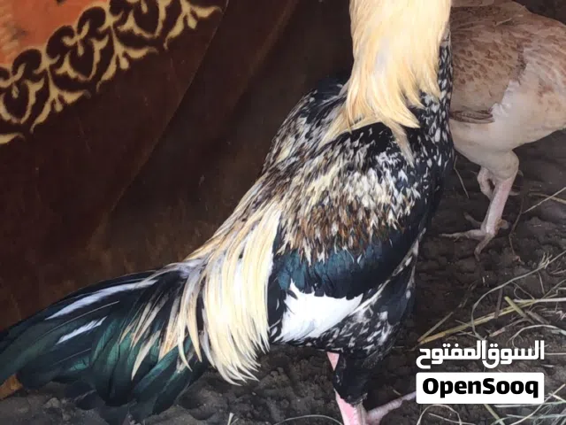 للبيع طير نسل السعر 25 بيعه مستعجله .