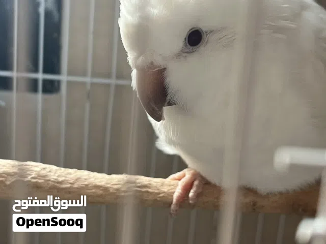 البيع ذكر كويكر ابيض