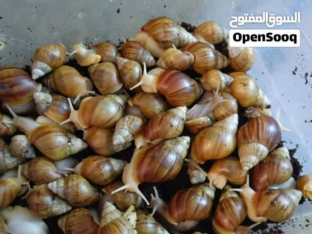 حلزون للبيع الزوج 3... كلهم