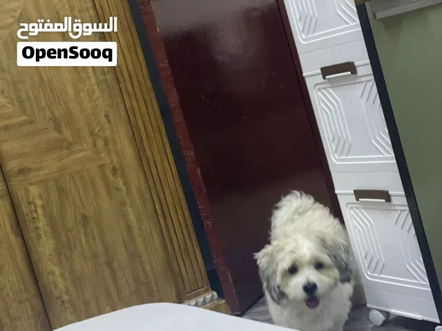 كلب مالتيبو أليف جدا عشان انا مسافر ب 2300 تمن تزكره الطياران
