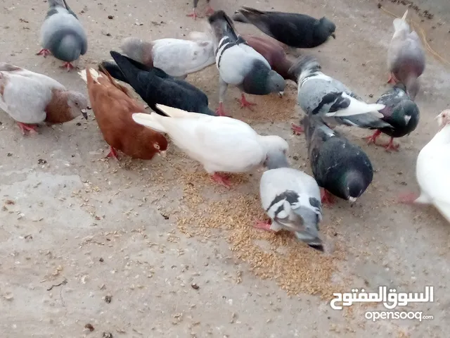 حمام بلدي للبيع