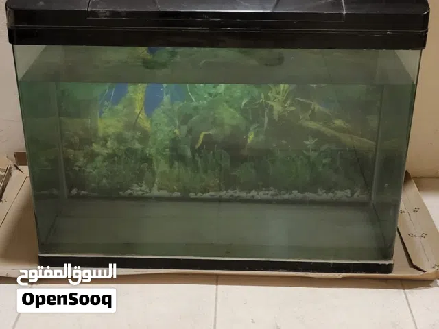 حوض سمك مقاس 79*55*39 مع جميع الاغراض الفلتر وليت الحوض بحاله ممتازة بسعر 15  دينار