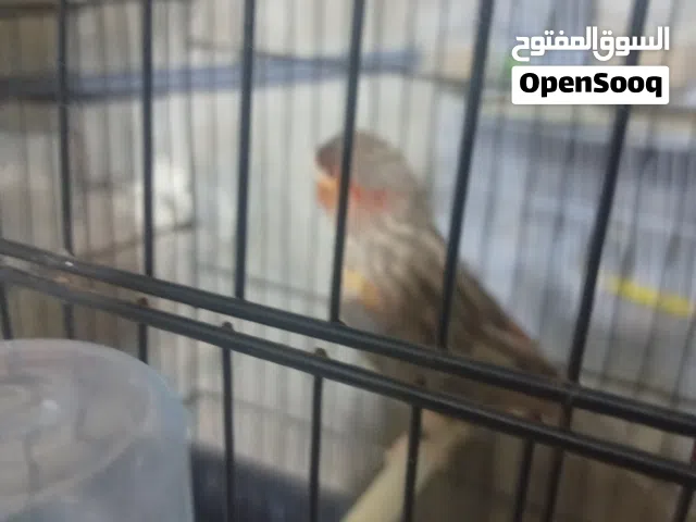 دكر اقات ناري غيار ريش خوصة 25ايطاليا مصوقر عند صاحبه حجم ولون ربي يبارك
