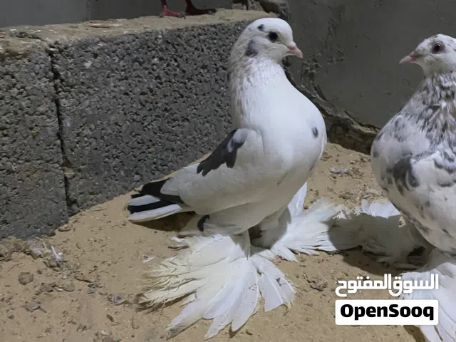 ذكر هزاز للبيع