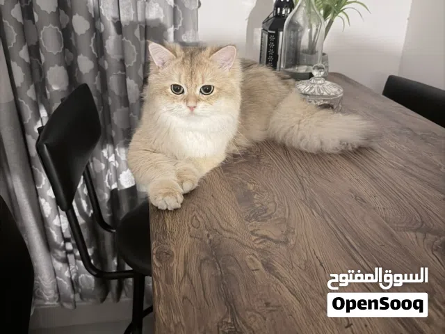 2 Cats and 2 Kittens