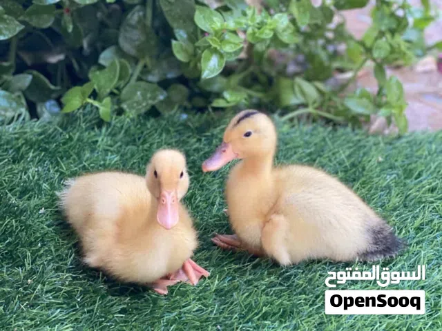 بط مع قفص حجم كبير مع كيس اكل كبير