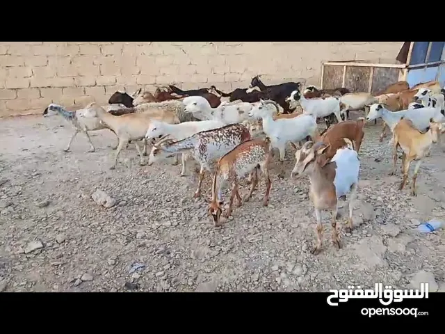 للبيع جعد يمنيات الحجم الكبير... وأغنام صلاليات اسعار مناسبه جدا دفعه جديده تواصل واتساب