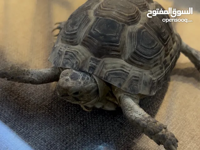 يوجد سلاحف