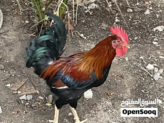 دجاج عرب 3 دجاجات و ديجين بصحة جيدة جداً السعر مناسب والعمر جيد شراي ادخل خاص وتدلل