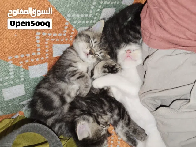 ثلاث قطط مع امهم عمر شهر ونص تركش انجورا شعر طويل وماربل 3 kittens and their mom Turkish Angora
