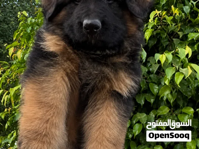 جراء جيرمن شبررد كنج سايز شولاين