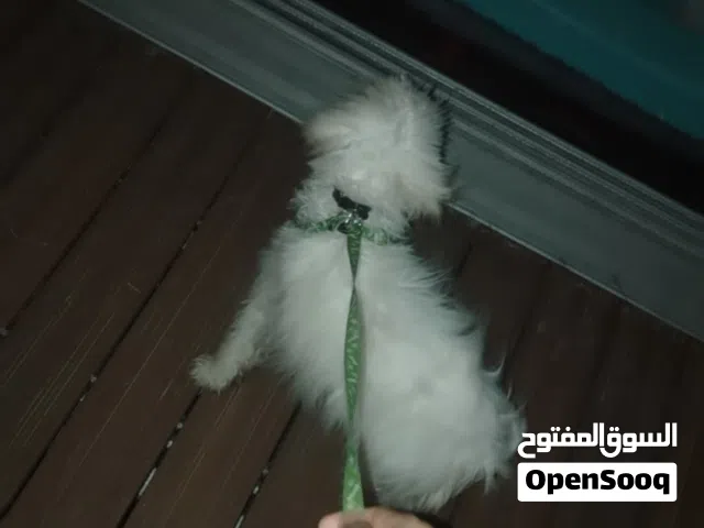 لطيف يحب اللعب مع الاطفال