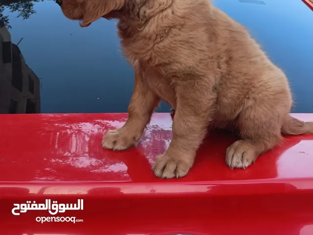 جرو جولدن ريتريفر للبيع