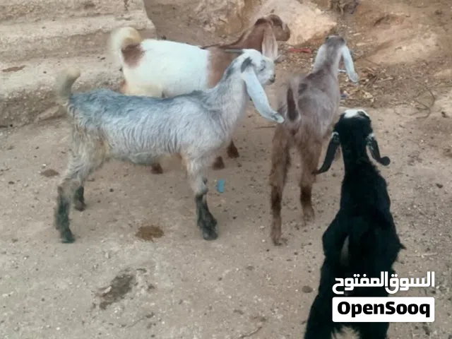 3 سخلات وجدي بصلاة على النبي  صحه ونضافه أعمارهم تقريبآ 4 أشهر ونص سومهم 450