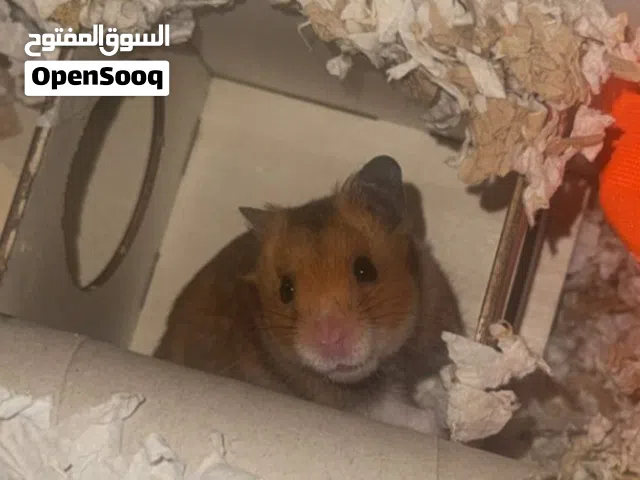 هامستر سوري للتبني