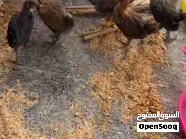 5 كتاكيت عمر شهر