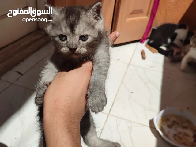 scottish straight male