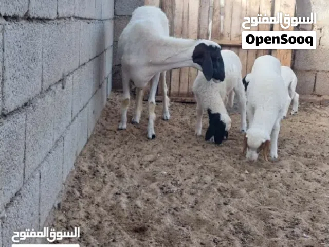 نعجه توميه للبيع